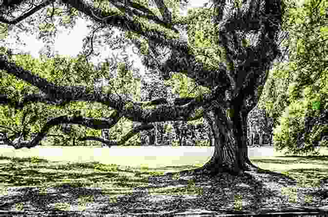 A Majestic Oak Tree Standing Tall Amidst A Lush Green Meadow, Symbolizing The Enduring Legacy Of The American Revolution In New Hampshire The Tree: Tales From A Revolution New Hampshire