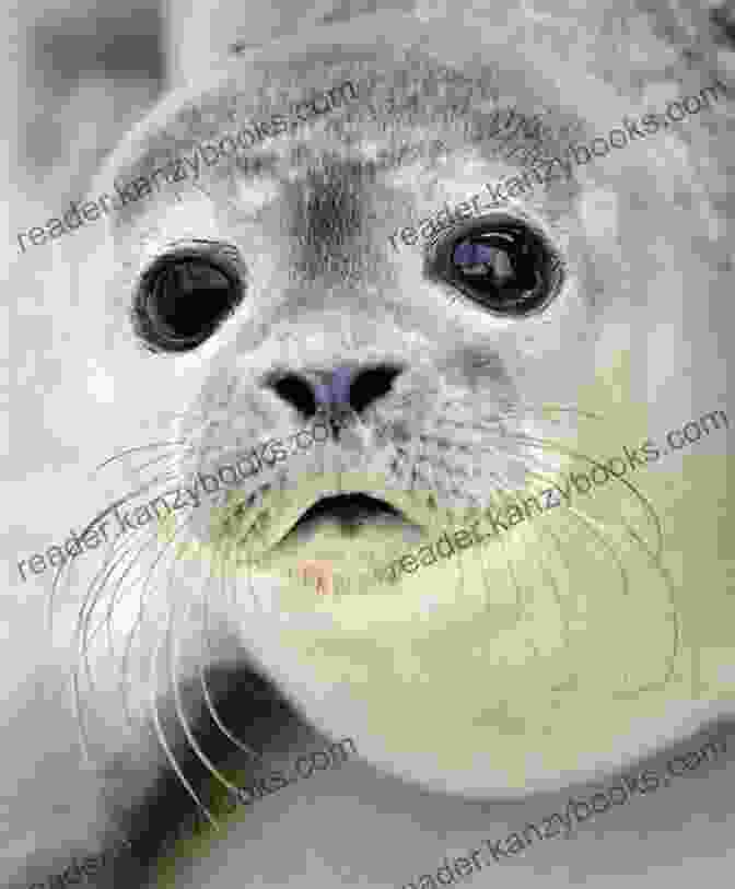 A Photo Of Stuart The Seal, A Gray Seal With Big Eyes And A Playful Expression Stuart The Wrestling Seal