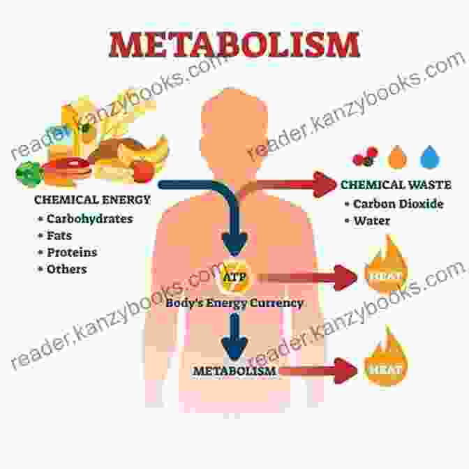 Chart Showing Increased Metabolism With Increased Food Intake Zero Calorie Foods: The Secret To Eating More And Losing More