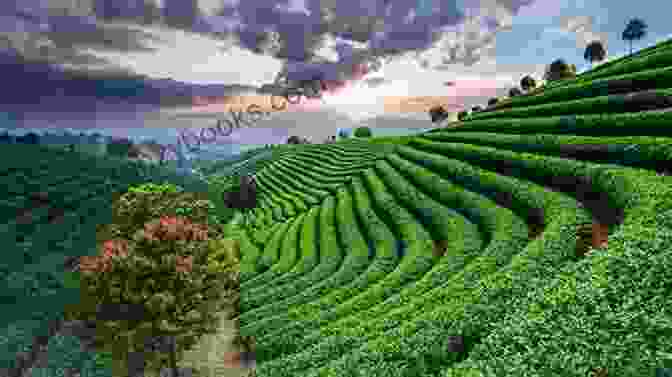 Lush Green Tea Plantation With Rows Of Tea Bushes Under A Clear Blue Sky Tea Time: Delicious Recipes Fascinating Facts Secrets Of Tea Preparation And More