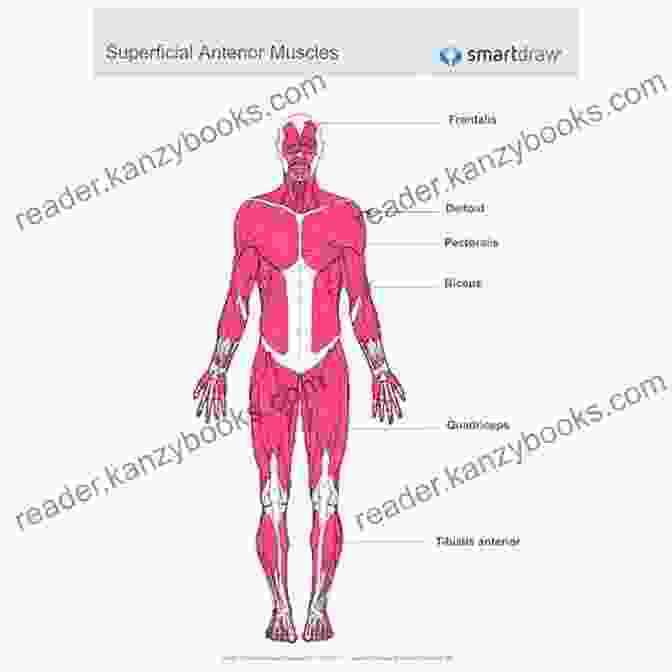 Scientific Diagram Of A Swimmer's Musculoskeletal System, Superimposed With An Abstract Watercolor Background Swimming Studies Leanne Shapton